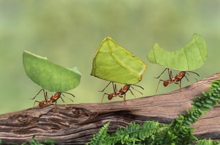 ants-carrying-leaves.jpg